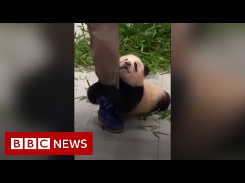 小熊貓福寶緊緊抱住動物園管理員的腿 - BBC News (Panda cub Fu Bao clings on to zookeeper's leg - BBC News)