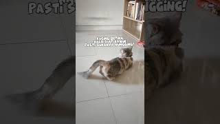 Download lagu Ciri-ciri Kucing Betina Siap Kawin! #kucinglucu #kucing #kucingpintar #kucingbirahi mp3