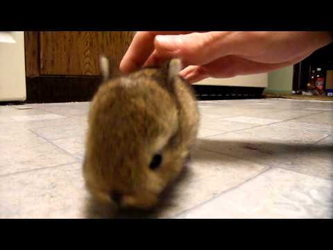 Netherland Dwarf-Mixed-with Red England Thrianta--BABIES!