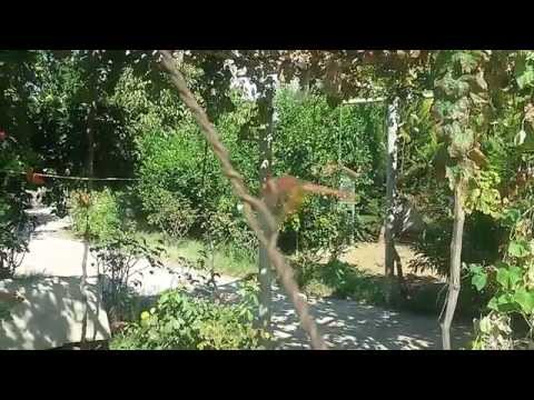 A Rare Red Dragonfly