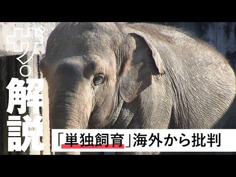 ゾウはどのくらい生きますか