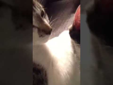 Do You Understand? #shorts #izhan