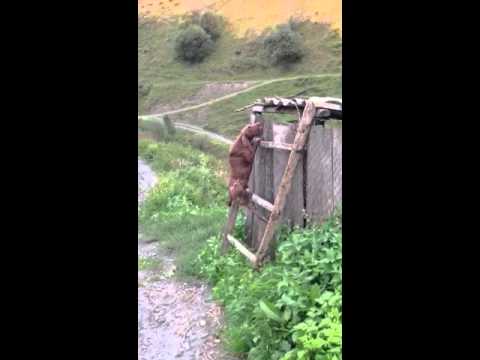 Ukana pshaveli Nadira