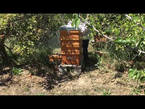 les abelles i la mel