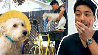 Biking With My Dog Was a Mistake