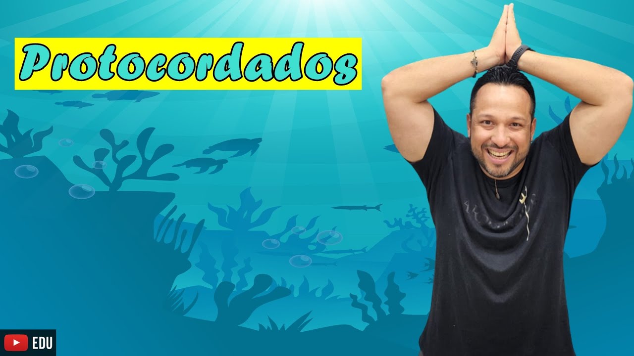 Protocordados - Características Gerais, Classificação e Exemplos - Cordados - Zoologia
