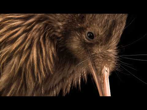 Le kiwi, ce drôle d'oiseau qui ne savait plus voler