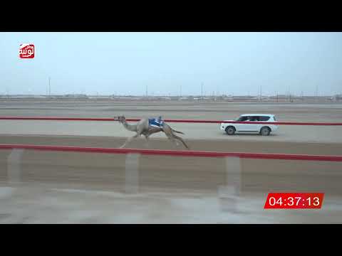  ش 2 (كرار) لـ راشد جمعه محمد بن حرمش المنصوري 6:32:63 ، مهرجان العين 2026/08/09 حول وزمول الوثبة