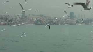 preview picture of video 'Martilar Istanbul vapurunda, seagulls in the ferry of Istanbul, gaviotas en el ferri de Estambul'