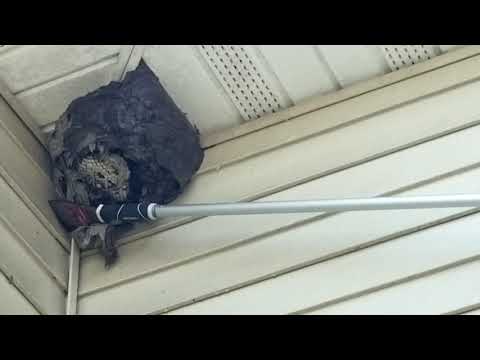 How Cowleys Safely Removes a Bald-Faced Hornets Nest in Ocean Township, NJ
