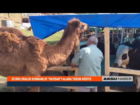 25 Bin Liralık Kurbanlık "Haydar"ı Alana Tosun Hediye