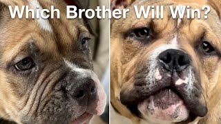Who Will Win? Does SIZE Really Matter? BIG Dog vs. YOUNG Puppy Cute Funny Adorable Pet Entertainment