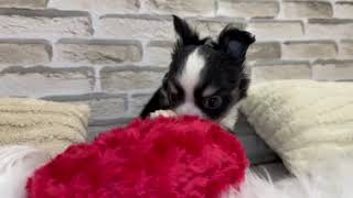 チワワ（ロング）の動画01