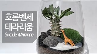 [Succulent Arrange] 파키포디움 호롬벤세-있는 재료로 테라리움 만들기(다육이/괴근식물) suc…