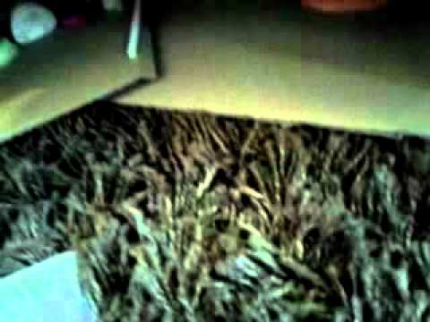 comment construire une maison pet shop