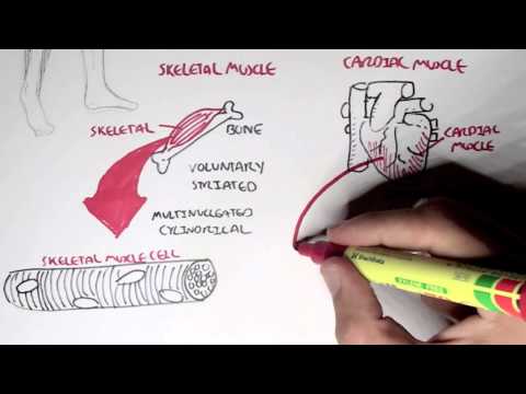 Myology - Introduction (Skeletal, Cardiac, Smooth Muscles)