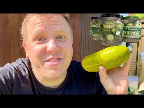 Inlagd gurka (Ättiksgurka, picklad gurka)