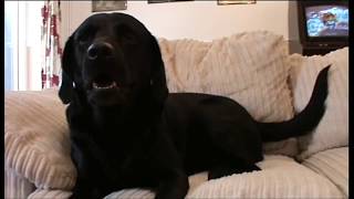 GIFTS FOR ZEUS - FEATURING MY DOG SNOOPY, THANK YOU!