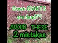 How to grow (or kill) green giant arborvitaes- 2 common mistakes to avoid, with examples of each!!