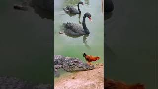 Download lagu Ketika Ayam dan Bebek Menggangu Buaya #animals #crocodile #wildlife mp3