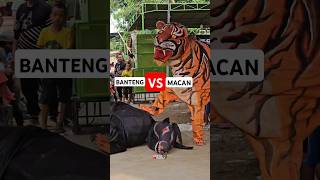 Download lagu Pertempuran Banteng VS Macan Ngamuk !!! #bantengan #bantengmacan #barongankendal mp3