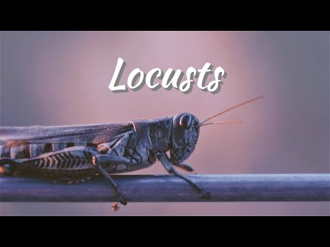 Butterfly Effect of Anthropogenic Activities EP5: Locusts