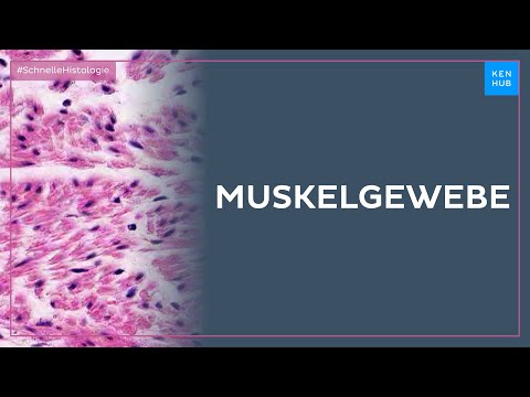 Muskelgewebe - Histologie einfach erklärt | Kenhub