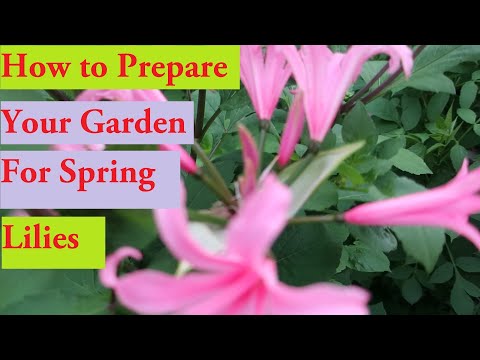 How to Grow Lilies .. Nerines... Bulbs