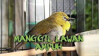 Download lagu Suara Burung Pleci Langsung | Suara Alam untuk Memanggil Saingan | Audio Hutan yang Menenangkan mp3