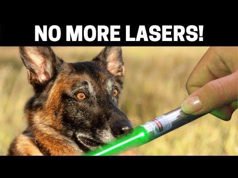 Dog Behavior And Laser Pointers Explained! Why Does My Dog Chase The Light?