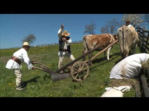 Lungul drum al bobului de grau