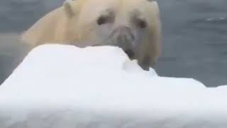 SNOW, GLORIOUS SNOW! While just about everyone else was staying warm inside, Sakari the polar bear h