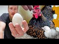 We tricked our hens into hatching out the RAREST baby peacocks!
