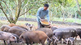Robert continued to build a better life and prepared to marry Mai. Green forest life 