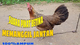 Download lagu suara pikat betina ayam hutan memanggil jantan 💯% ampuh mp3 Download lagu suara pikat betina ayam hutan memanggil jantan 💯% ampuh mp3