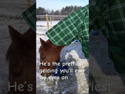 #equestrian #racing #curlin #horse