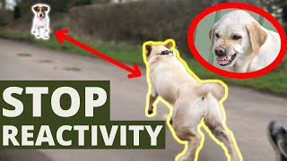 Stop Dogs Reactive Behavior On Leash