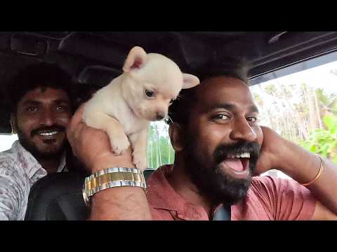 പ്രവീൺ മച്ചാന് പുതിയ പട്ടികുട്ടിയെ വാങ്ങിച്ചു  | New Puppy Purchased For Praveen Machaan | M4 Tech |