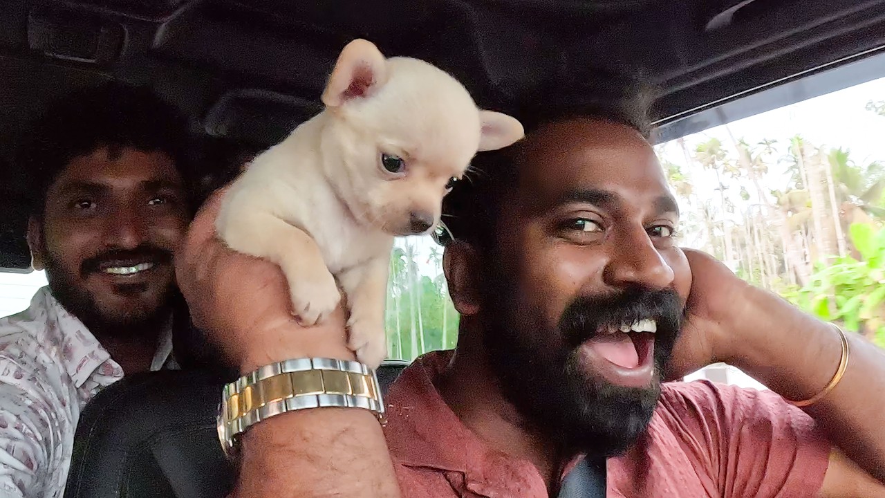 പ്രവീൺ മച്ചാന് പുതിയ പട്ടികുട്ടിയെ വാങ്ങിച്ചു  | New Puppy