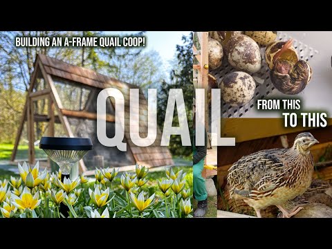 EVERYTHING QUAIL! INCUBATING, HATCHING, BUILDING A-FRAME QUAIL COOP & MOVING OUTSIDE!