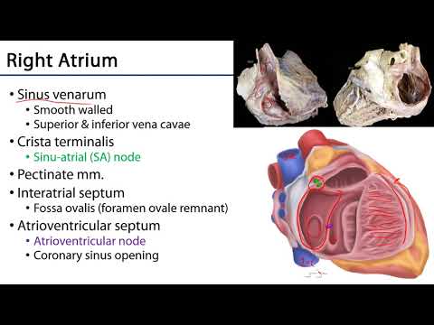 Right Atrium