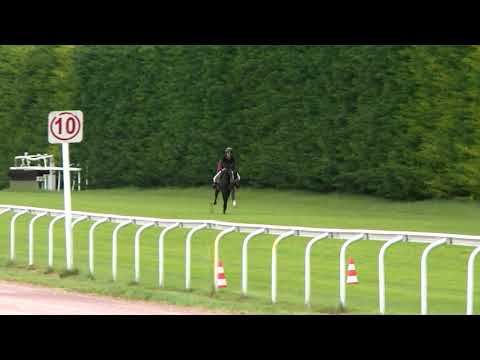 Breeze-Up Osarus 2020 - Lot 74