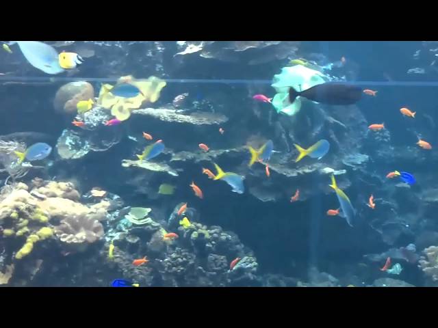 Georgia Aquarium Reef Diver Tank