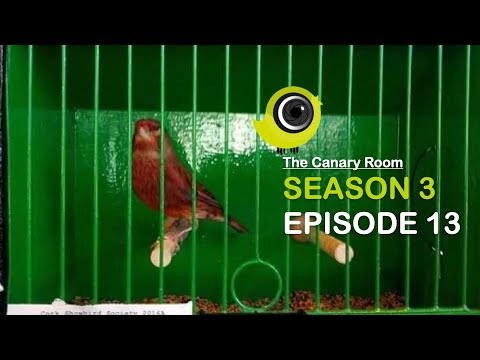 The Canary Room Season 3 Episode 13 - Breeding Mules - a special guide