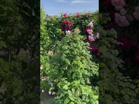 フロリバンダ「レオナ」 植物