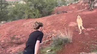 Video preview image #1 Mutt Puppy For Sale in Goodyear, AZ, USA