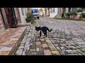 Tuxedo The Cat Asks Me Where My Food Is