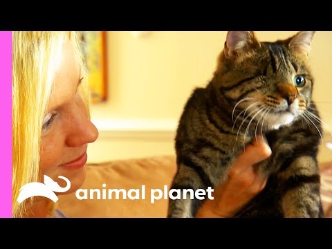 Do Cats Really Have 9 Lives?! | Cats 101