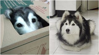 They adopt her to be a dog family but she looks and behaves like a cat pic would make you confused