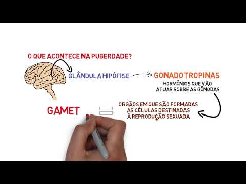 O que acontece na puberdade   Glândula Hipófise